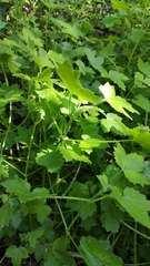 Drusa glandulosa