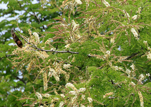 Delagoa Acacia (Senegalia welwitschii)