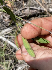 Vincetoxicum carnosum