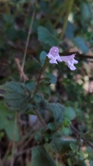 Clinopodium menthifolium ascendens