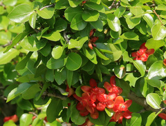 Ochna pulchra