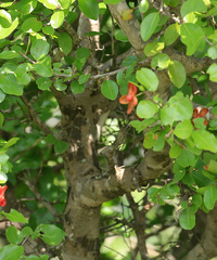 Ochna pulchra