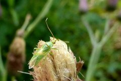 Orthotylus