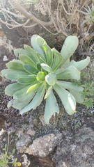 Aeonium appendiculatum