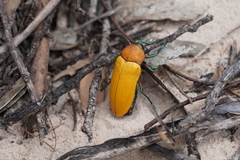 Julodimorpha bakewelli