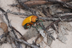 Julodimorpha bakewelli