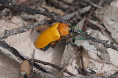 Julodimorpha bakewelli