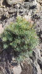 Dicheranthus plocamoides