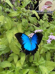 Papilio ulysses