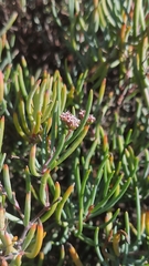 Dicheranthus plocamoides