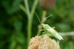 Orthotylus