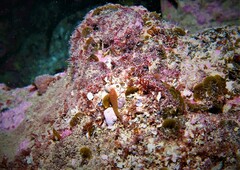 Cochleoceps bicolor