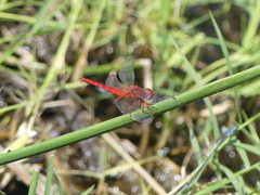 Crocothemis sanguinolenta