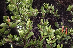 Peraxilla tetrapetala