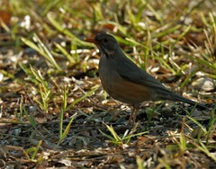 Turdus libonyana
