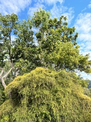 Pleiogynium timoriense