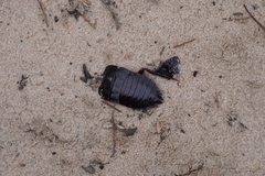 Drymaplaneta communis