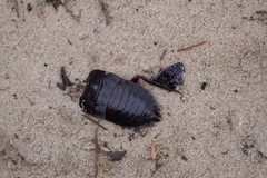 Drymaplaneta communis