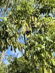 Pleiogynium timoriense