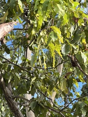 Pleiogynium timoriense