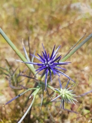 Eryngium ovinum