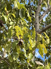 Pleiogynium timoriense