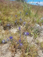 Eryngium ovinum