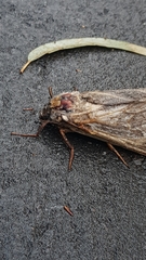 Abantiades argentata