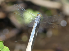 Orthetrum chrysostigma