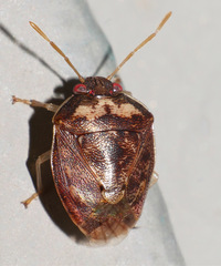Menida spectabilis