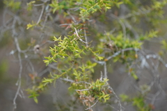 Melaleuca acuminata acuminata