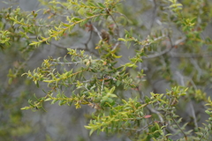 Melaleuca acuminata acuminata