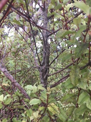 Mokopirirakau granulatus