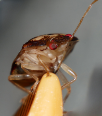 Menida spectabilis