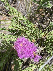 Melaleuca thymifolia