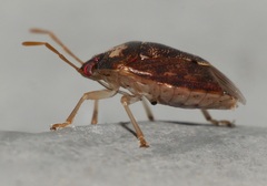 Menida spectabilis