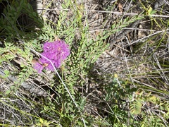 Melaleuca thymifolia