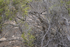 Melaleuca acuminata acuminata