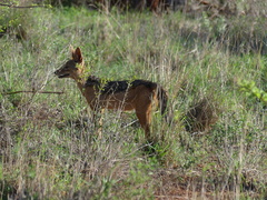 Lupulella mesomelas schmidti