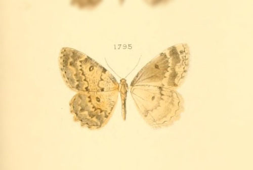 Genus Gnophos · iNaturalist