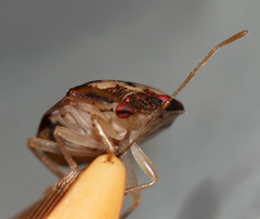 Menida spectabilis