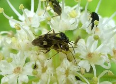 Orthops