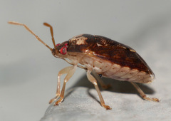 Menida spectabilis