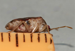 Menida spectabilis