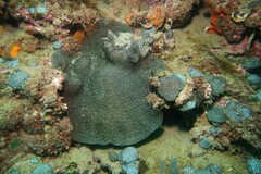 Coscinaraea mcneilli