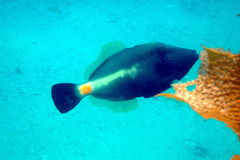 Meuschenia flavolineata