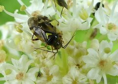 Orthops