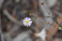 Brachyscome ciliaris