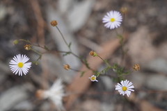 Brachyscome ciliaris