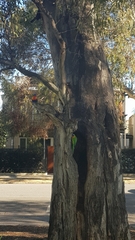 Trichoglossus moluccanus